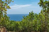 Land For Sale In Pacung