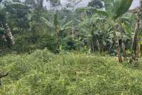 Tegallalang Land for Sale with Good View