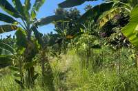 Land Plot in Kayuputih for Sale