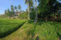 Land for Sale with Rice Field View