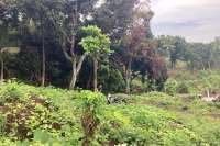 Panoramic Land for Sale in Kayuputih