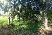 Land for Sale with Rice Field View