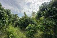 Cempaga Hillside Plot For Sale