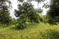 Cempaga Hillside Plot For Sale