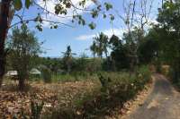 Hillside Land Close To Central Lovina For Sale