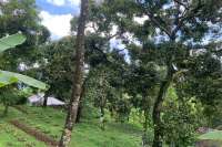 Land Plot in the Hill for Sale in Kayuputih