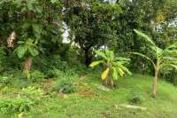 Land Plot in the Hill for Sale in Kayuputih