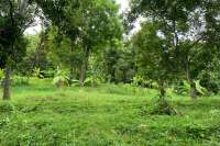 Land Plot in the Hill for Sale in Kayuputih