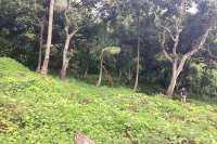 Panoramic Land for Sale in Kayuputih