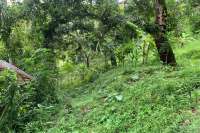 Land Plot in the Hill for Sale in Kayuputih