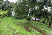 Land Plot in the Hill for Sale in Kayuputih