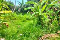 Prime Land in Kaliasem for Sale