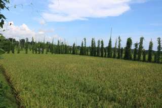 A Beautiful Land Plot In Lombok For Sale