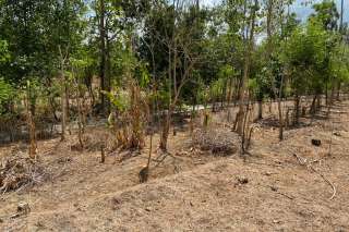 Land Plot Close To Pemuteran