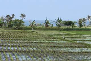 Land Plot With Stunning Views Tabanan Area